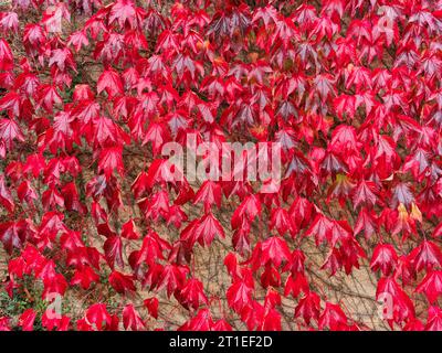 Chant des cygnes du lierre, les feuilles grimpent sur le mur d'un chalet dans le village anglais de Wadenhoe, un jour d'automne. Banque D'Images