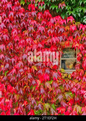 Chant des cygnes du lierre, les feuilles grimpent sur le mur d'un chalet dans le village anglais de Wadenhoe, un jour d'automne. Banque D'Images