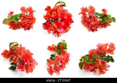 Ensemble de fleurs orange de Bougainvillea sur fond blanc. Photos prises de diverses directions. Cet atout est très approprié pour créer sur le thème de la nature Banque D'Images