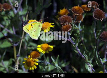 Papillon jaune nuageux (Colias croceus) mâle adulte se nourrissant à Common Fleabane Eccles-on-Sea, Norfolk, Royaume-Uni. Août Banque D'Images