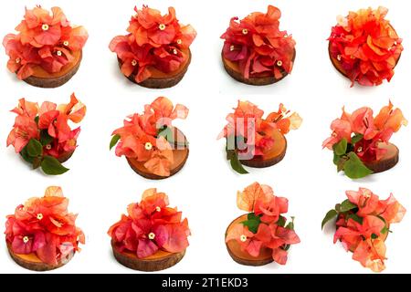 Ensemble de fleurs orange de Bougainvillea reposant sur des tranches de bois sur fond blanc. Cet atout est parfait pour créer des designs sur le thème de la nature. Banque D'Images