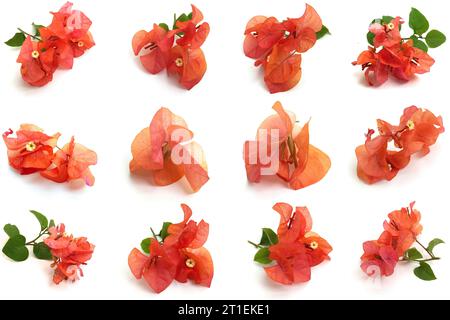 Ensemble de petites fleurs orange Bougainvillea sur fond blanc. Photos prises de diverses directions. Cet atout est très approprié pour créer nature-t Banque D'Images