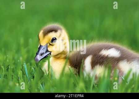 Petit esquiver sur la pelouse verte. Les petits canetons marchent dans la cour arrière sur l'herbe verte. Un canard mignon sur un champ de prairie par une journée ensoleillée. B Banque D'Images