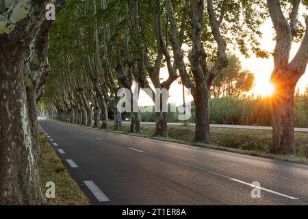 Avenue bordée d'arbres, Provence. Vue sur la route D99, près de Saint-Rémy, Bouches-du-Rhône, France Banque D'Images