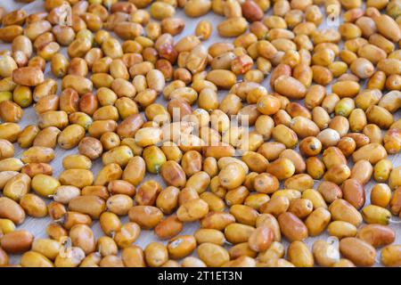 Gros plan macro elaeagnus russe olive argverberry silverbush fruit plante graine de snack. Banque D'Images