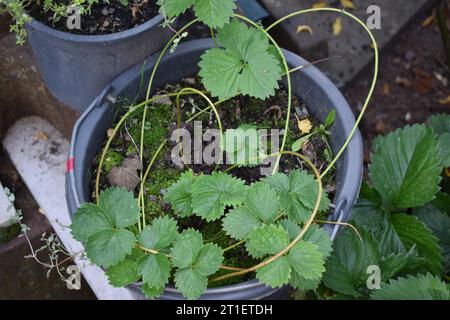plants de fraises cultivant plus de plants Banque D'Images