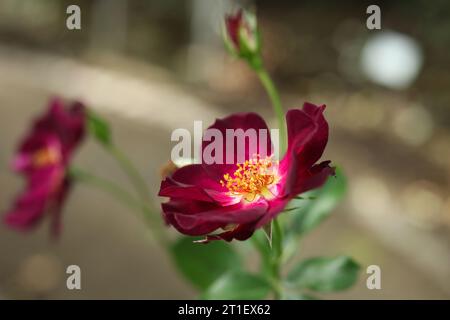 jolie fleur rose rouge dans le jardin d'automne Banque D'Images