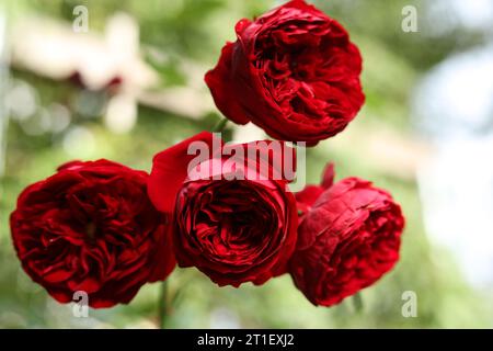 bouquet de têtes de fleurs roses rouges en pleine floraison dans le jardin d'été Banque D'Images
