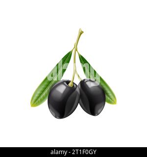 Olives noires réalistes, olivier cru isolé branche et feuilles. Les baies scintillantes du vecteur 3d pendent de la tige verte luxuriante, une symphonie de saveurs méditerranéennes capturée dans chaque orbe succulent et noir de jais Illustration de Vecteur