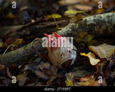 Poulpe Stinkhorn Fungi oeuf avec tentacules émergeant, trouvé dans les bois anglais. Banque D'Images