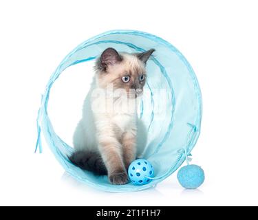 Chaton siamois in front of white background Banque D'Images