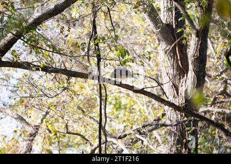 Faucon à épaules rouges (Buteo lineatus) mâchant l'écorce d'un arbre Banque D'Images