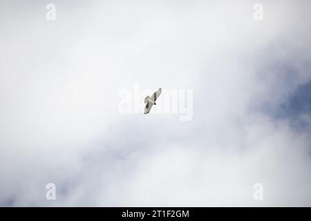Faucon à queue rouge (Buteo jamaicensis) s'élevant dans un ciel nuageux Banque D'Images