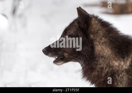 Profil du loup gris (Canis lupus) en phase noire à gauche hiver - animal captif Banque D'Images