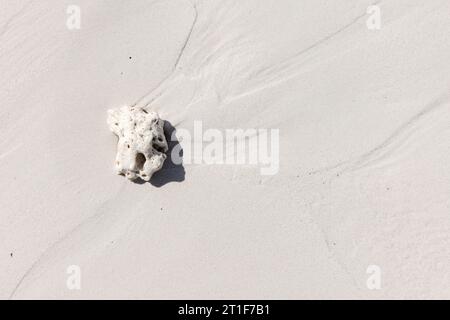 Le fragment de corail est sur du sable blanc de rivage. Seychelles plage, photo de fond naturel Banque D'Images