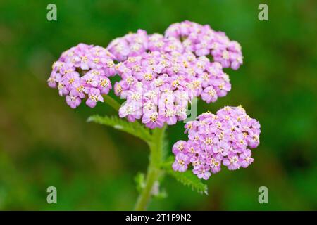 Yarrow (achillea millefolium), gros plan d'une seule tête isolée des fleurs roses beaucoup moins communes de la plante. Banque D'Images