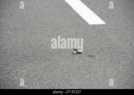 Petit oiseau sans vie sur la route, probablement victime d'un accident de voiture, Camargue, France Banque D'Images