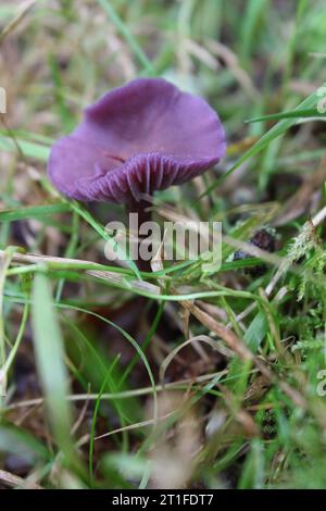 Champignons améthystes (Laccaria ameystina) dans les herbes Banque D'Images