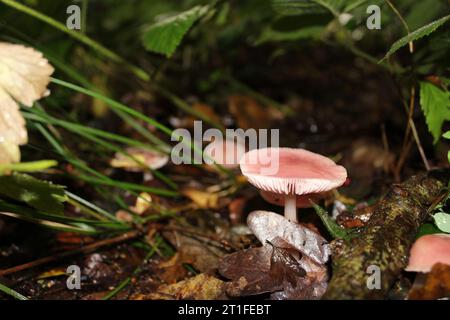 Rosy Bonnet Mushroom (Mycena rosea) dans les bois Banque D'Images