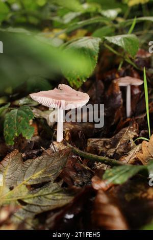 Rosy Bonnet Mushroom (Mycena rosea) dans les bois Banque D'Images