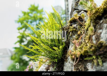 Maidenhair spleenwort, Asplenium trichomanes, une petite fougère de saxifrage, poussant sur des roches Banque D'Images