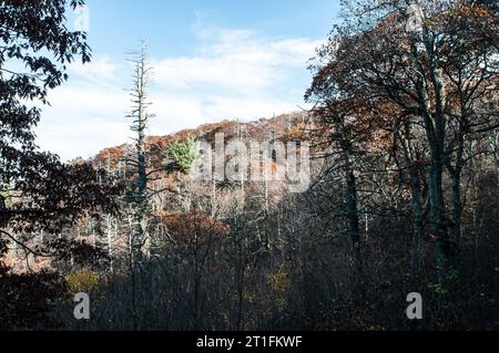 Les accrocs de conifères qui suivent meurent en retour en raison de l'andelgid laineux de la pruche (HWA) (Adelges tsugae), un ravageur introduit dans la Blue Ridge, aux États-Unis. Banque D'Images