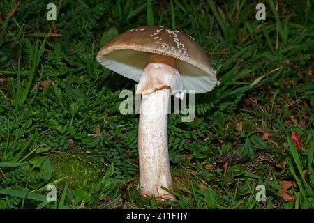 Amanita rubescens (le blush) est un champignon commun des bois caduques et conifères. On le trouve en Europe et dans l'est de l'Amérique du Nord. Banque D'Images