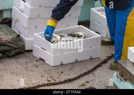 Pêcheur triant les poissons frais pêchés dans la mer dans des boîtes avant de les vendre à une criée à Grado, en Italie. Bar de mer frais dans largeFXA Banque D'Images