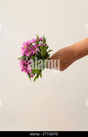 Goiânia, Goias, Brésil – 13 octobre 2023 : gros plan d’une main femelle tenant un bouquet de fleurs de lilas. Banque D'Images