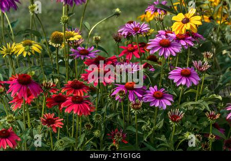 Une parcelle colorée de fleurs d'échinacée à différents stades de floraison dans un jardin d'été bien entretenu. Banque D'Images