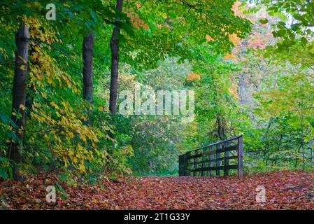 Couleur des feuilles d'automne dans un parc public avec des feuilles d'érable couvrant le sentier Banque D'Images