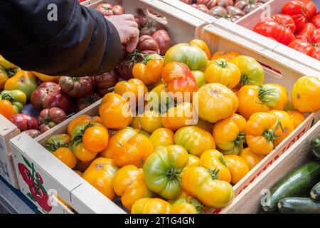 Un client arrive pour sélectionner une grosse tomate sur le marché en plein air d'Arles, en Provence, dans le sud de la France. Tomates jaunes, rouges et violettes à vendre. Banque D'Images