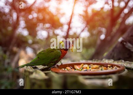 loriini perroquet coloré ou lorikeet oiseau céréales et tranches de fruits dans le zoo vert Banque D'Images