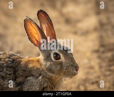 jeune portrait de lapin queue de coton Banque D'Images