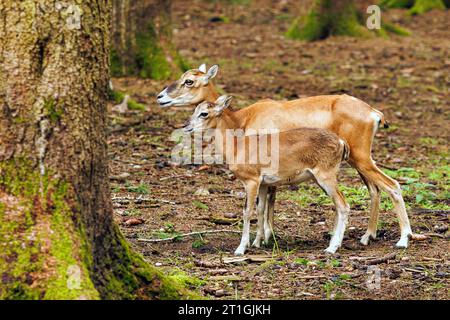 Mouflon (Ovis musimon, Ovis gmelini musimon, Ovis orientalis musimon), vache debout avec un veau à moitié cultivé dans la forêt, vue latérale, Allemagne, Bavière Banque D'Images