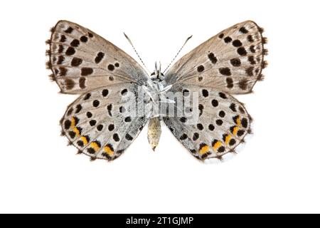 baton bleu (Baton Philotes, Baton Pseudophilotes, Baton Lycaena), femelle, dessous, découpez Banque D'Images