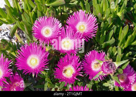 sally my Handsome, Hottentot figue (Carpobrotus acinaciformis, Carpobrotus edulis var. Acinaciformis), floraison, Croatie Banque D'Images