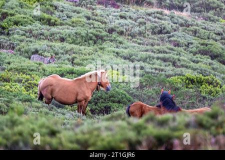 Loup ibérique, loup ibérique (Canis lupus signatus), observation de chevaux en liberté, Espagne Banque D'Images