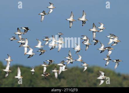 Ruff (Alidris pugnax, Philomachus pugnax, Calidris pugnax), troupeau volant, pays-Bas Banque D'Images