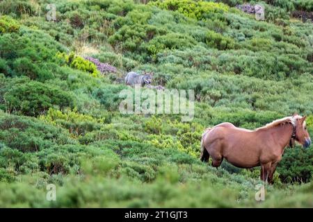 Loup ibérique, loup ibérique (Canis lupus signatus), observant un cheval en liberté, Espagne Banque D'Images