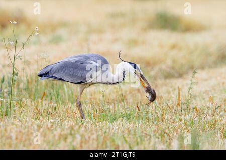 Héron gris (Ardea cinerea), mangeant le camescope capturé dans un champ de chaume, vue de côté, Allemagne, Bavière, Erdinger Moos Banque D'Images