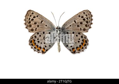 baton bleu (Baton Philotes, Baton Pseudophilotes, Baton Lycaena), mâle, dessous, découpez Banque D'Images