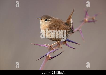 Wren eurasien, wren du Nord (Troglodytes troglodytes), assis sur une branche épineuse, Italie, Toscane Banque D'Images