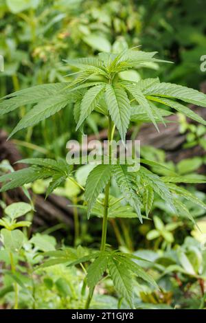 Chanvre indien, marijuana, mary jane (Cannabis sativa), jeune plante Banque D'Images