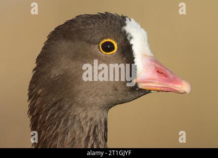 Petite oie blanche (Anser erythropus), portrait, vue de côté, pays-Bas Banque D'Images