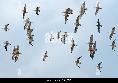 Ruff (Alidris pugnax, Philomachus pugnax, Calidris pugnax), troupeau volant, pays-Bas Banque D'Images