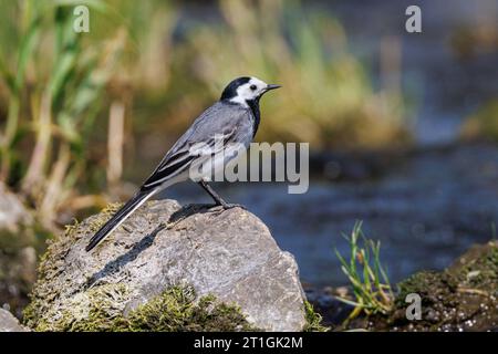 Wagtail, wagtail blanc (Motacilla alba), assis sur un rocher, Allemagne, Bavière, Isental Banque D'Images