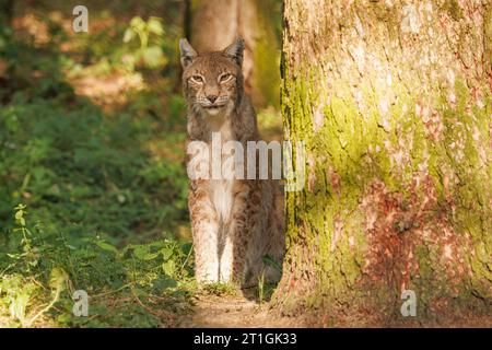 bobcat (Lynx rufus), juvénile, assis à un tronc d'arbre dans la lumière du soir Banque D'Images