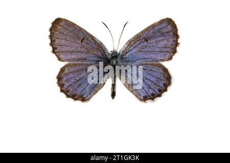 Bleu bâton (bâton Philotes, bâton Pseudophilotes, bâton Lycaena), mâle, face supérieure, découpez Banque D'Images