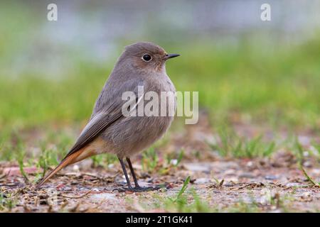 redstart noir (Phoenicurus ochruros), assis sur le sol, Italie, Toscane Banque D'Images